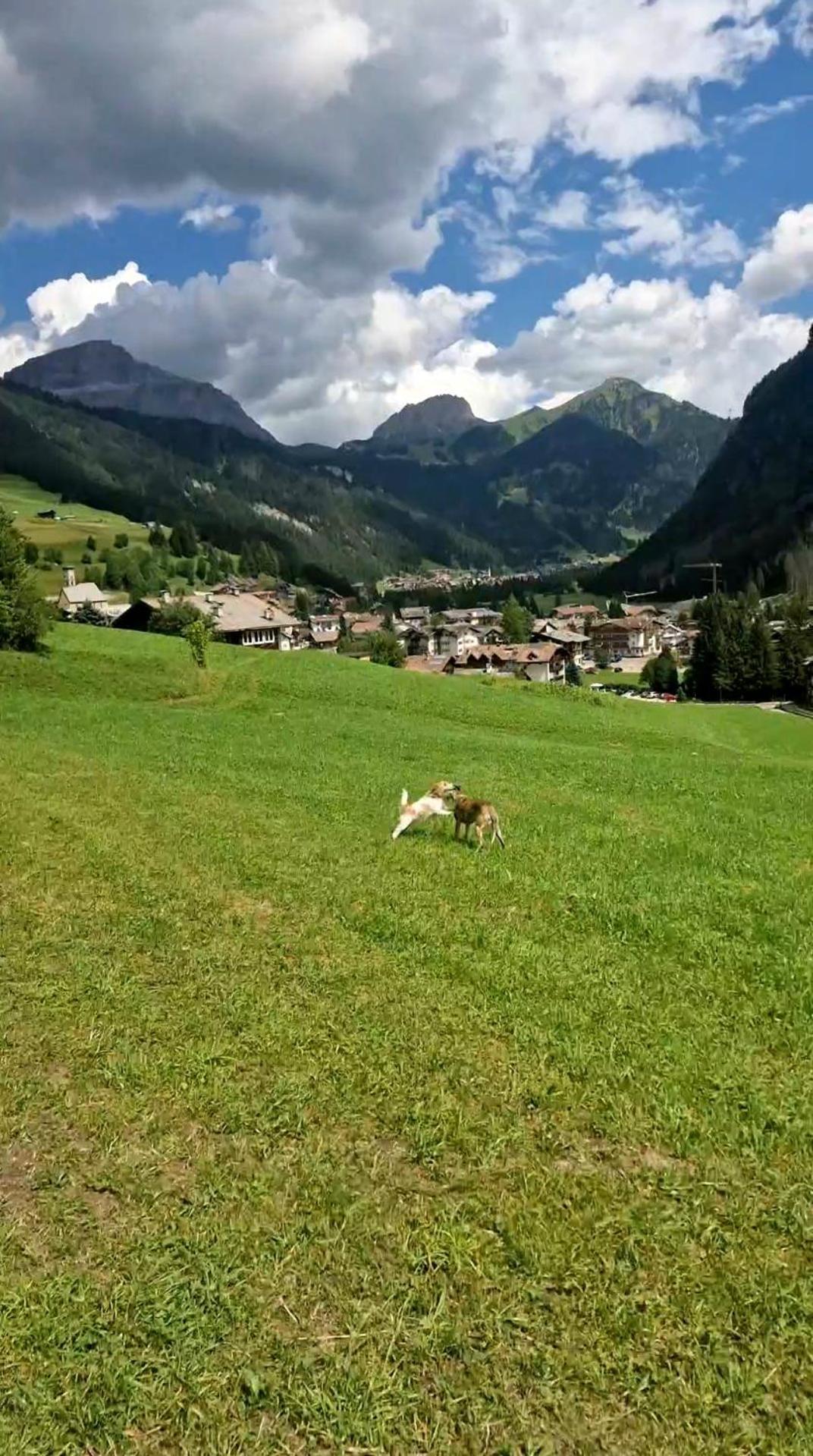 Cesa Cherpei - Dog Friendly Кампітелло-ді-Фасса Екстер'єр фото